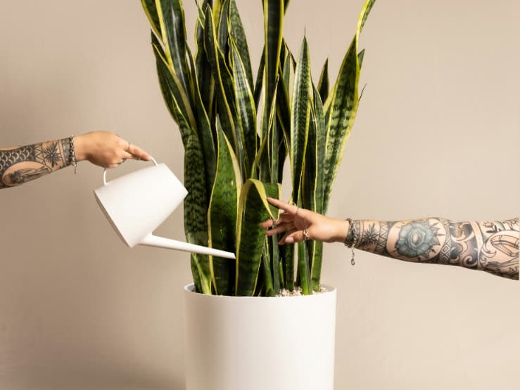 Easy-Care Plants for Busy People